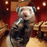 MTGOFerret's profile picture. Just another random spaz when he's not busy professionally playing Go Fish with automated systems.
Please note that my opinions are my own.
