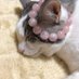 猫強 (@fmfrb1rs3giaupp) Twitter profile photo 猫強 (@fmfrb1rs3giaupp) Twitter profile photo