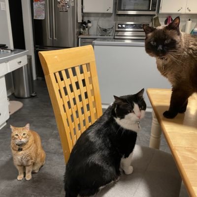 I am a Wife, Mom, Grandma and animal lover. My boys: Max (Tuxedo), Winston (Ginger), and Sam (Siamese). 🇨🇦 No DMs please