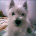 Olewydd (@olewydd2) Twitter profile photo Olewydd (@olewydd2) Twitter profile photo