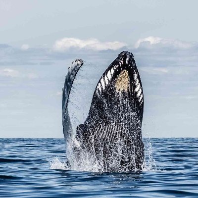 TradeAsChampion's profile picture. "色厉胆薄，好谋无断；干大事而惜身，见小利而忘命：非英雄也。"