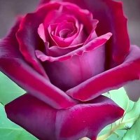 Semih5454 (@semih541154) 's Twitter Profile
