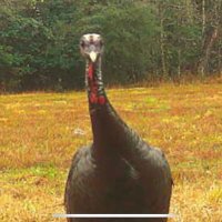 (((LGP))) ๐ค๐ผ๐ฅ (@251les) 's Twitter Profile
