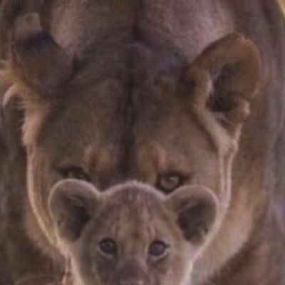 Christina__MM's profile picture. Ready to ROAR for all things true, good, and beautiful.