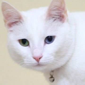 On_line04's profile picture. #Sol #Solana #Avax #Aptos