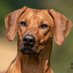 Nakupenda Rhodesian Ridgeback (@nakupendar) Twitter profile photo Nakupenda Rhodesian Ridgeback (@nakupendar) Twitter profile photo