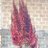 Turriturri135's profile image