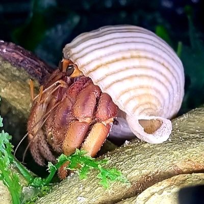 All Of Your Hermit Crab Food & Accessories In One Place • Located In Australia • We Ship Worldwide