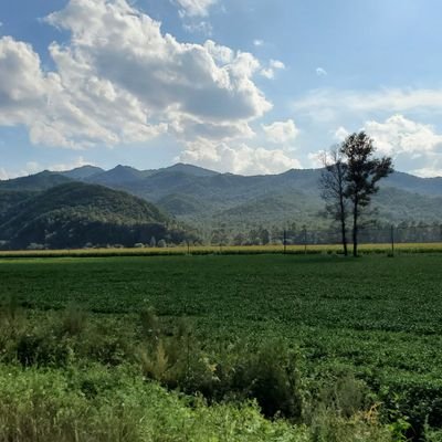 LesserKhingan's profile picture. 