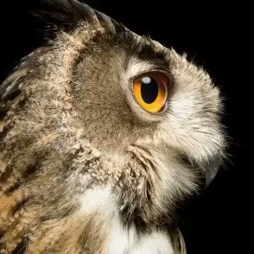 diablopieman's profile picture. 暗号通貨にドはまり
xlm hbar bsv