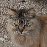 にゃん吉🐈⬛🍰⛩🧋🍨🗾🟠💩 (@96s13549528) 's Twitter Profile Photo にゃん吉🐈⬛🍰⛩🧋🍨🗾🟠💩 (@96s13549528) 's Twitter Profile Photo