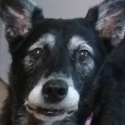 OSheBadd1's profile picture. 