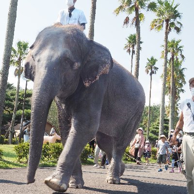 「宮崎市フェニックス自然動物園」の公式アカウントです。
日々の動物たちの様子や、イベント情報などを発信していきます！
個別のご質問には対応しておりませんので、ご了承ください。
お問い合わせは　info@miyazaki-city-zoo.jp　まで。