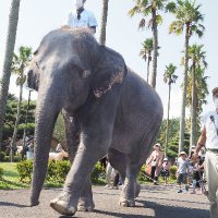 【公式】宮崎市フェニックス自然動物園 (@m_phoenixzoo) 's Twitter Profile Photo 【公式】宮崎市フェニックス自然動物園 (@m_phoenixzoo) 's Twitter Profile Photo