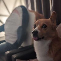 こーぎーフレンズ -2nd season- (@corgifriends2) 's Twitter Profile Photo