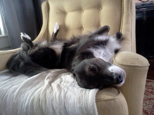 Owner of Spring Valley Farm Dog Care, a Boarding Facility and Dog Park in Brevard/Ashevill NC area in Pisgah Forest