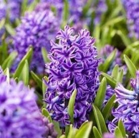 Hyacinth