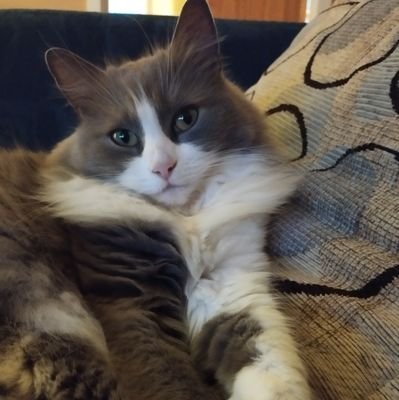 Mitsy is my name but Princess mitsarella is what I'm known as. I love to do fun things like catching flys they are just so yum😽