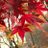 chigaya_s