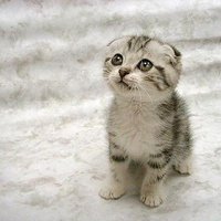 d☆mz (@pxdxm) 's Twitter Profile Photo