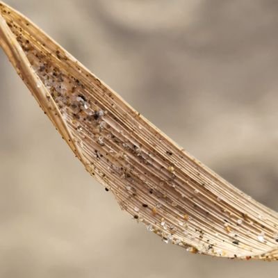 BlueGho66096722's profile picture. 19,
Not accepting requests just here to browse ✌️