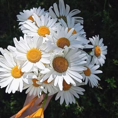 0_Kardelen_00's profile picture. 