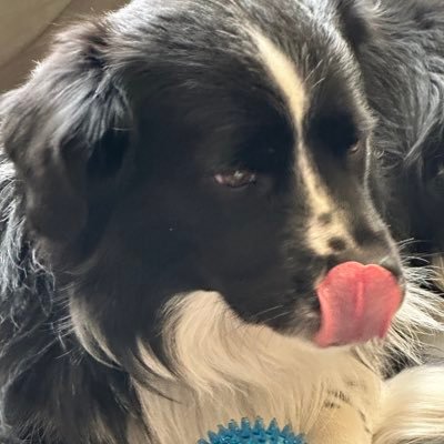 666RareExotics's profile picture. 