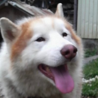 IvermectinShiro's profile picture. 73歳 うるさい田舎町で無接種💪 ワクチン接種強制反対 RollingStones,Trafic,Kinks,StrayCats,StatusQuo ニーチェ、萩原朔太郎、江戸川乱歩 オマルハイヤーム好きTwitterはReadOnlyです