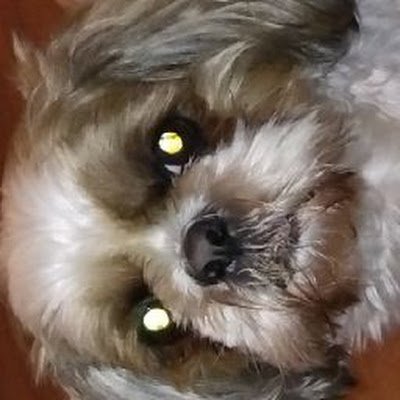 MadMonty323's profile picture.