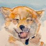 chocochai_0's profile picture. 柴犬なつさんのアカウントです2017年8月6日生まれ 讃岐水本荘出身です。父は健翔丸、母は椿