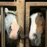 【愛媛大学公認】愛媛大学馬術部 (@aidaihorse1964) 's Twitter Profile Photo 【愛媛大学公認】愛媛大学馬術部 (@aidaihorse1964) 's Twitter Profile Photo