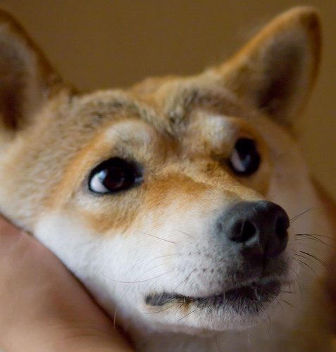 sweetwaterhonda's profile picture. 