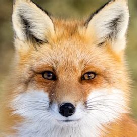 Unvaccinated, Tin foil hat, Conspiracy Theorist, and so on ,and so on
 .... I also love foxes