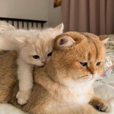MMeMoo188's profile picture. Support Engfa @EWaraha 👑🐶 || Charlotte @itscharlotty🐰❤️ |