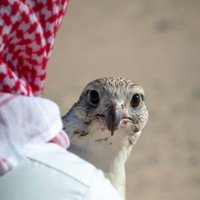 المطيري (@almutairi1397) 's Twitter Profile Photo