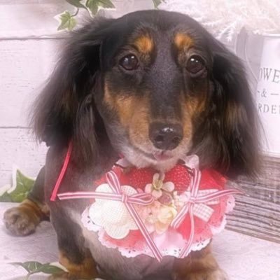 ミニチュアダックス🐶🐾 アフロ(2016.5.12 )食いしん坊さんの7歳の女の子です♪仲良くしてくれると嬉しいワン🐶暖かくなったらLionカット🐶🐾リンス2020.4.1🌈へ無言フォロー失礼致します。いいね、フォローありがとうございます。