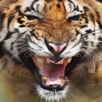 _bengal_tiger_'s profile picture. 