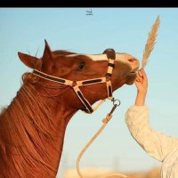 rooz🐎 (@janrozn) 's Twitter Profile Photo rooz🐎 (@janrozn) 's Twitter Profile Photo