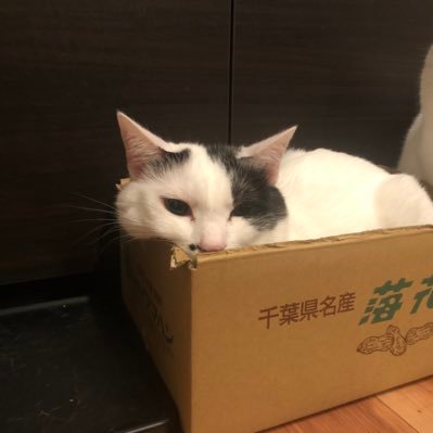 猫好き宅トレ民