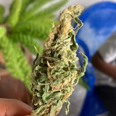 Expéditions et livraisons rapide selon votre adresse de résidence frappez moi pour obtenir votre model préféré sur la weed
WhatsApp :+33617641213