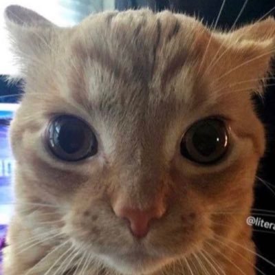 b4mc0u3's profile picture. i do not mean anything i write on here, and nothing i like is an endorsement