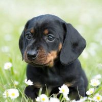 Dachshund Lover Club(@dachshund_dog_5) 's Twitter Profile Photo