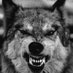 loupBlanc732 (@loupblanc00) Twitter profile photo loupBlanc732 (@loupblanc00) Twitter profile photo