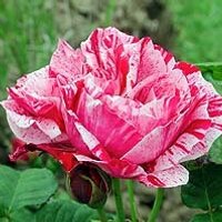 Apuldram Roses (@apuldramroses) 's Twitter Profile