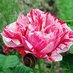 Apuldram Roses (@apuldramroses) Twitter profile photo
