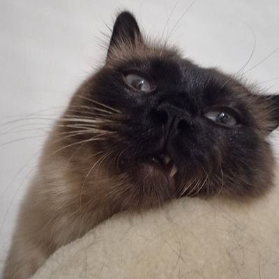 mcanansurmeli's profile picture.
