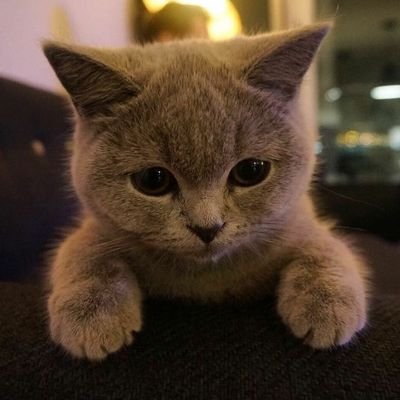 hi :)