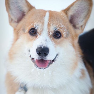 corgilovers398 Profile Picture