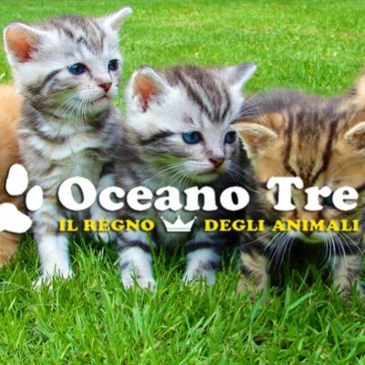 PetStore Oceano Tre Negozio per gli animali da compagnia e negozio di acquari e pesci tropicali. Spoleto Via Cacciatori Delle Alpi 1 Spoleto 📞0743222247