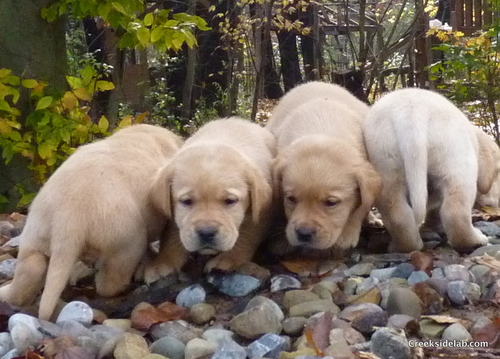 At Creekside we offer AKC English Labrador Retrievers of superior temperament, health, and conformation to homes across the U.S.A.
